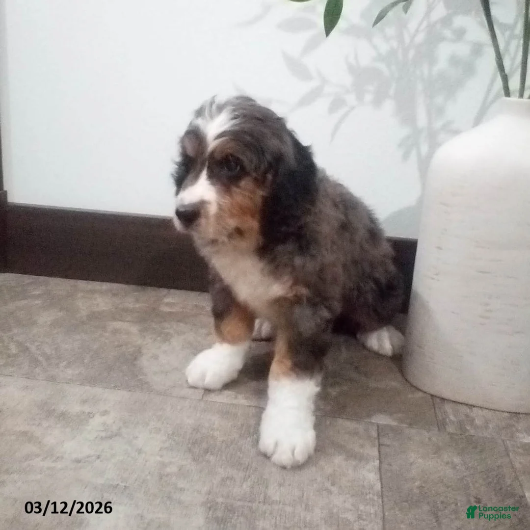 Bernedoodle dogs for sale: Maverick - Ad 2
