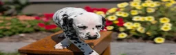 Dalmatian dogs for sale: Max - Ad 7