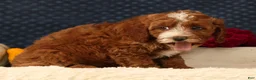Cavapoo dogs for sale: Sierra - Ad 8