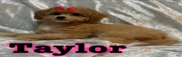Mini Goldendoodle dogs for sale: Taylor - Ad 2