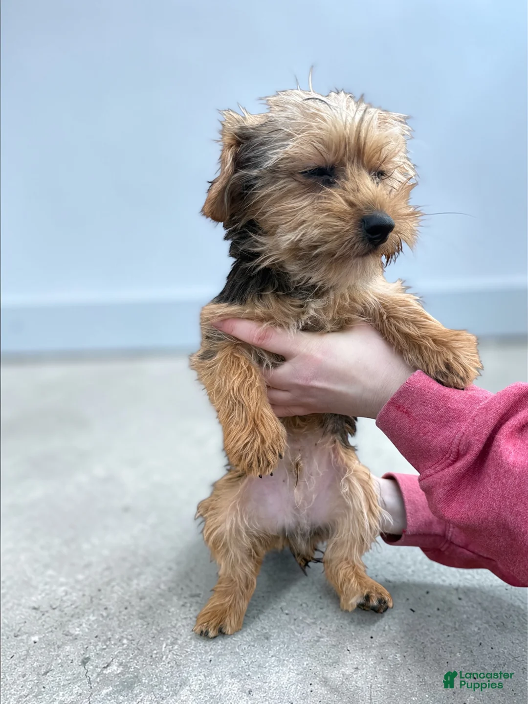 Yorkshire Terrier dogs for sale: Yorkshire Terrier Puppy 1 - Ad 2
