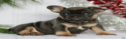 French Bulldog dogs for sale: Peppa  - Ad 1