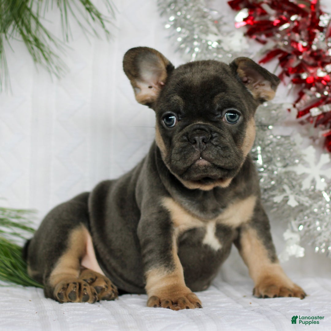 French Bulldog dogs for sale: Peppa  - Ad 1