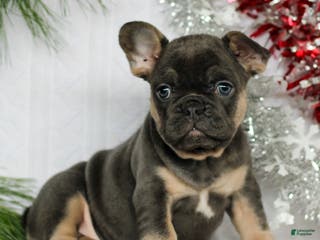 French Bulldog dogs Peppa - Ad 8