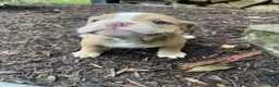 English Bulldog dogs for sale: Pearl - Ad 6