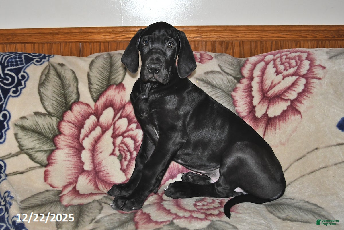 Great Dane dogs Explorer - Ad 36