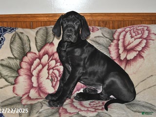 Great Dane dogs Explorer - Ad 36