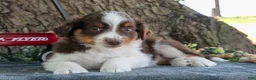 Miniature Australian Shepherd dogs for sale: Buster - Ad 2