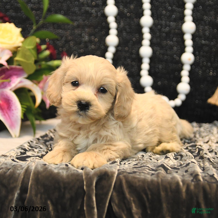 Maltipoo dogs Theo - Ad 2