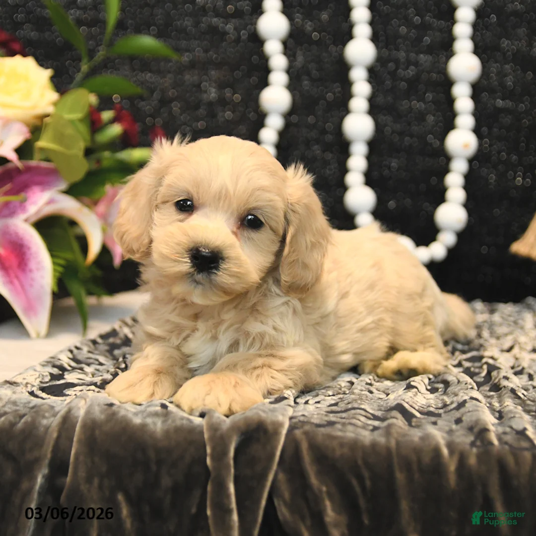 Maltipoo dogs for sale: Theo - Ad 2