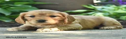 Miniature Golden Retriever dogs for sale: Fluffy - Ad 3