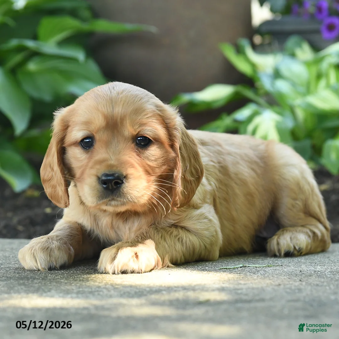 Miniature Golden Retriever dogs for sale: Fluffy - Ad 3