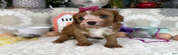 Cavapoo dogs for sale: Zoe  - Ad 7