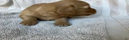 Miniature Dachshund dogs for sale: DAWWG POUND’S POCKET-SIZED QB - Ad 13