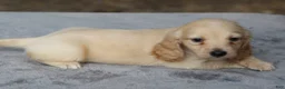 Dachshund dogs for sale: Clear Cream Longhair Small Standard - Ad 4