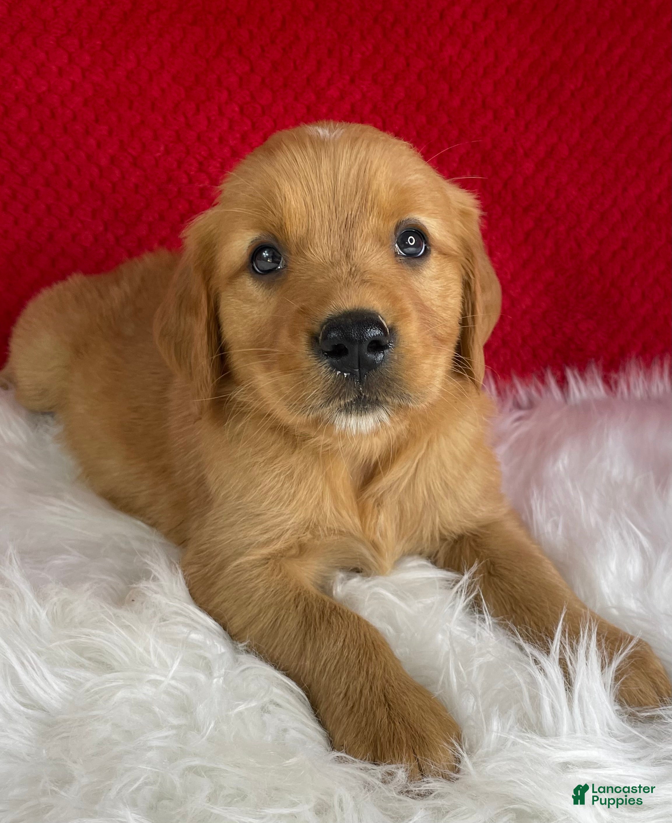 Golden Retriever dogs Simba - Ad 1