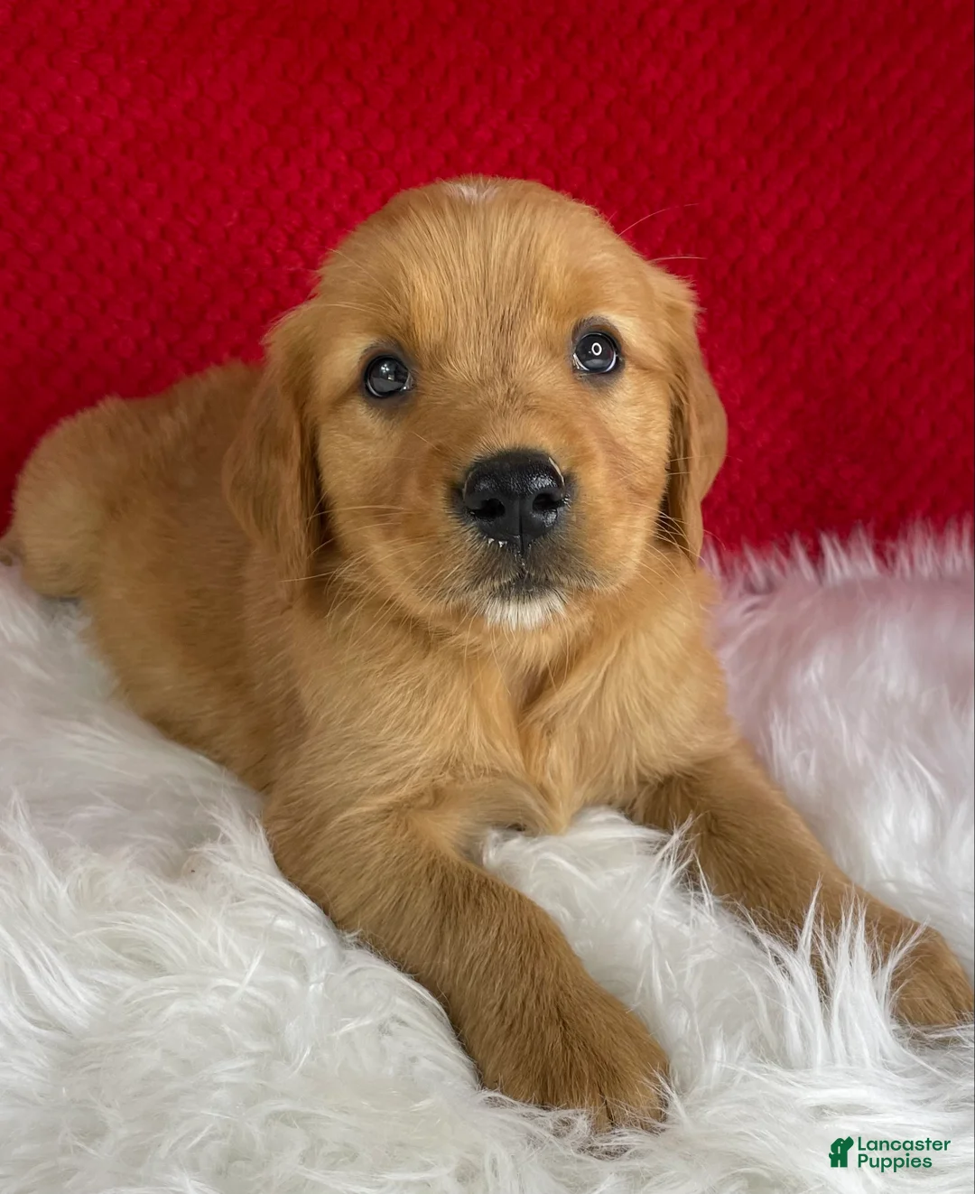 Golden Retriever dogs for sale: Simba - Ad 1