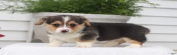 Welsh Corgi Pembroke dogs for sale: Todd - Ad 4