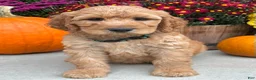 Irish Doodle dogs for sale: Cody - Ad 3