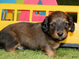 Dachshund dogs Idris - Ad 29
