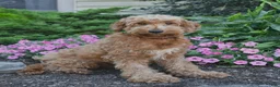 Mini Goldendoodle dogs for sale: Bandit - Ad 6