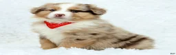 Australian Shepherd dogs for sale: Jayce - Ad 2