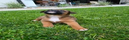 Mixed Breed dogs for sale: Duke - Ad 9