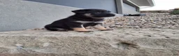 German Shepherd dogs for sale: Claudia  - Ad 5