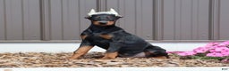 Doberman Pinscher dogs for sale: Black Ace - Ad 2