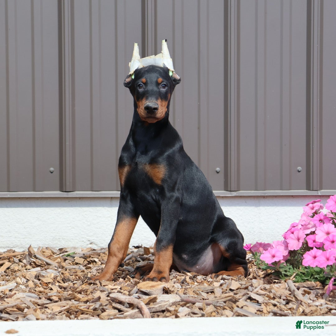 Doberman Pinscher dogs for sale: Black Ace - Ad 2