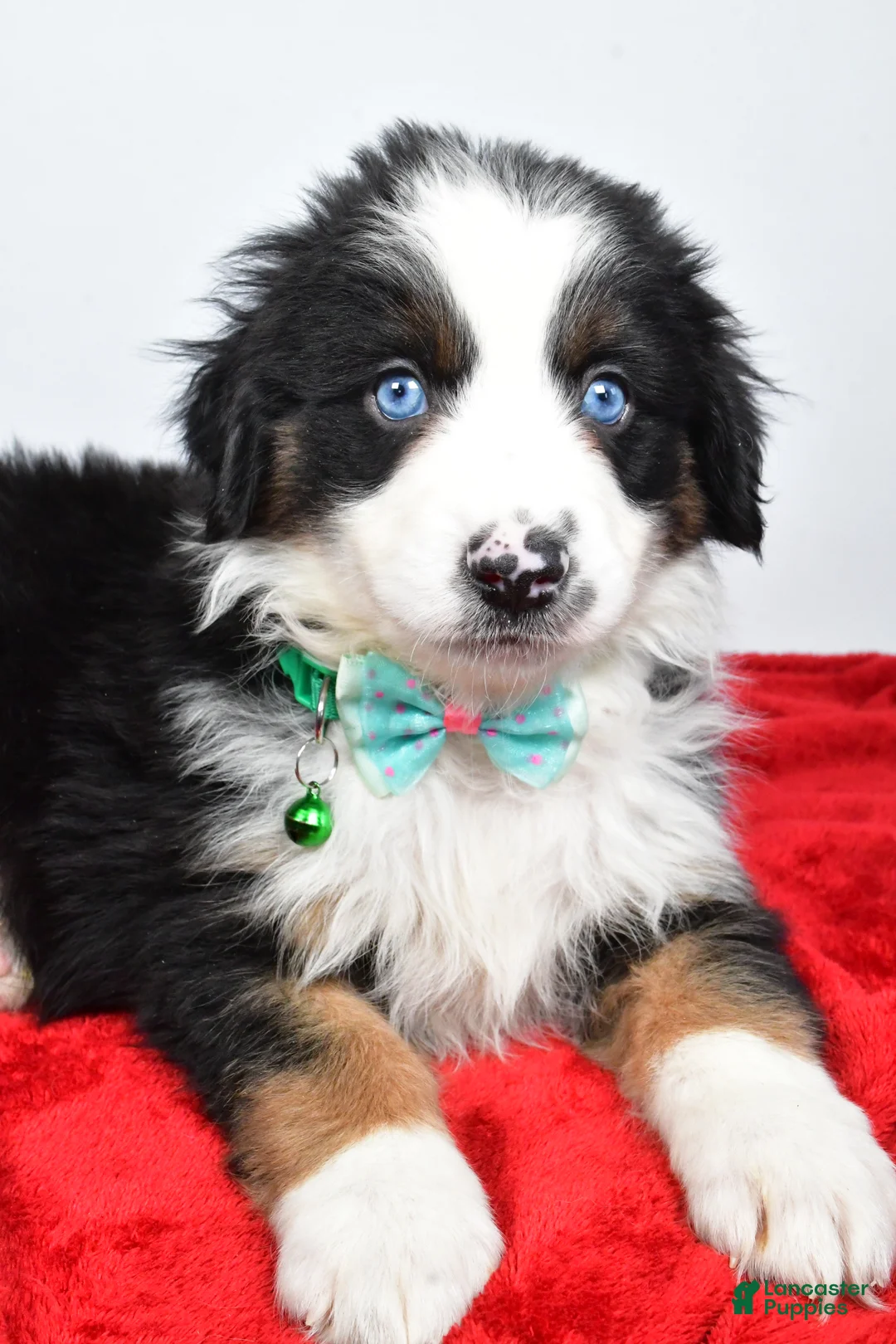 Miniature Australian Shepherd dogs for sale: Rambo - Ad 8