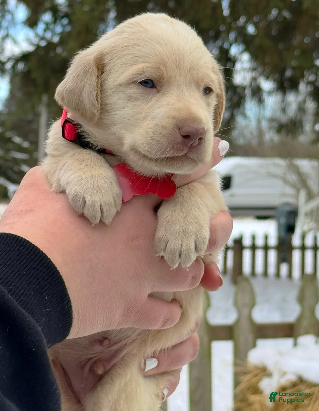 Labrador Retriever dogs for sale: Labrador Retriever Puppy 1 - Ad 24