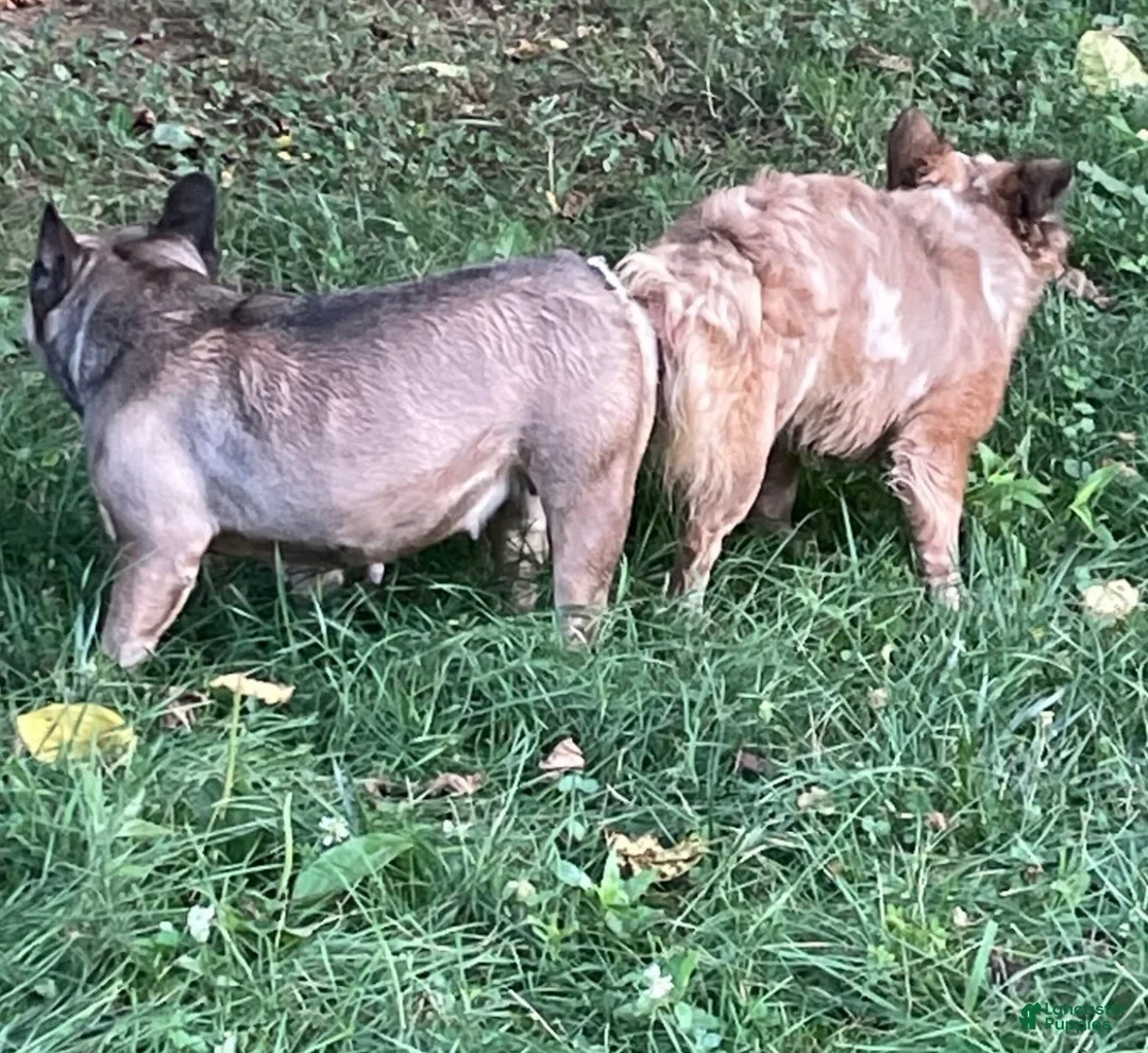 French Bulldog dogs for sale: Merle French Bulldog Puppy 1 - Ad 2