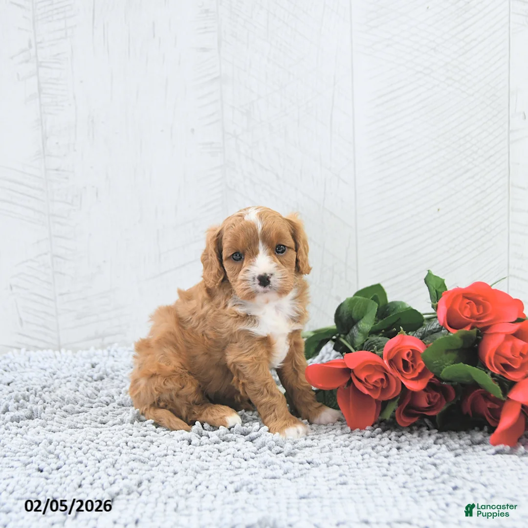 Cavapoo dogs for sale: Manny - Ad 5