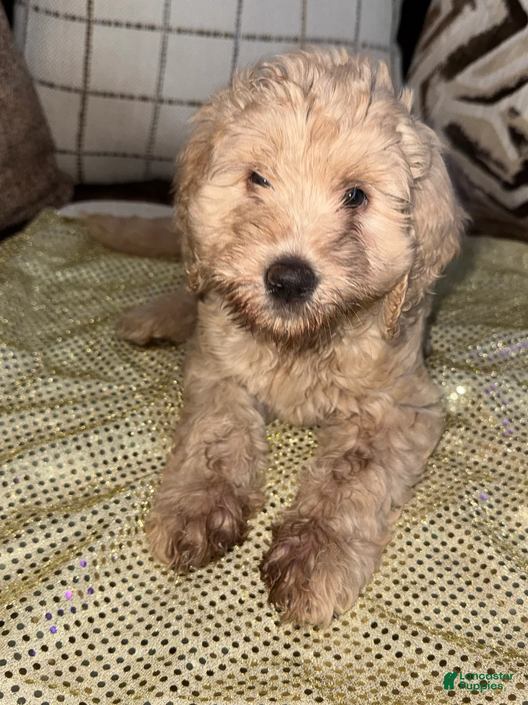 Labradoodle dogs for sale: Labradoodle 1 - Ad 2