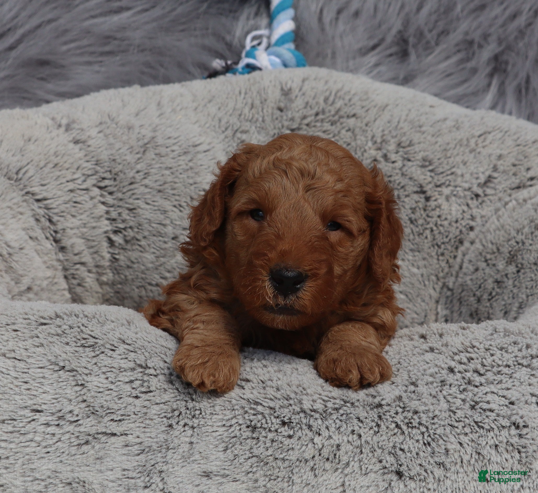 Mini Goldendoodle dogs Milo 💙 GenClearParents - Ad 1