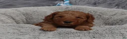 Mini Goldendoodle dogs for sale: Milo 💙 GenClearParents - Ad 1