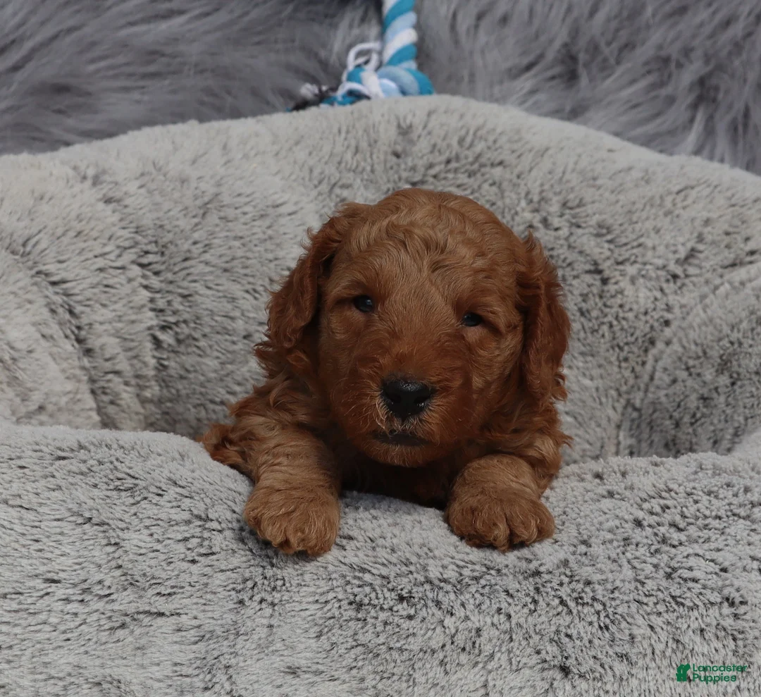 Mini Goldendoodle dogs for sale: Milo 💙 GenClearParents - Ad 1