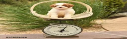 Toy Poodle dogs for sale: Tiny Magic - Ad 3