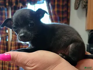 Chihuahua dogs Macho t-cup - Ad 20