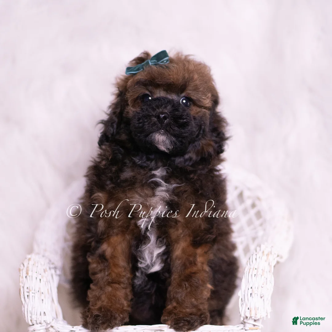 Toy Poodle dogs for sale: Canon - Ad 7
