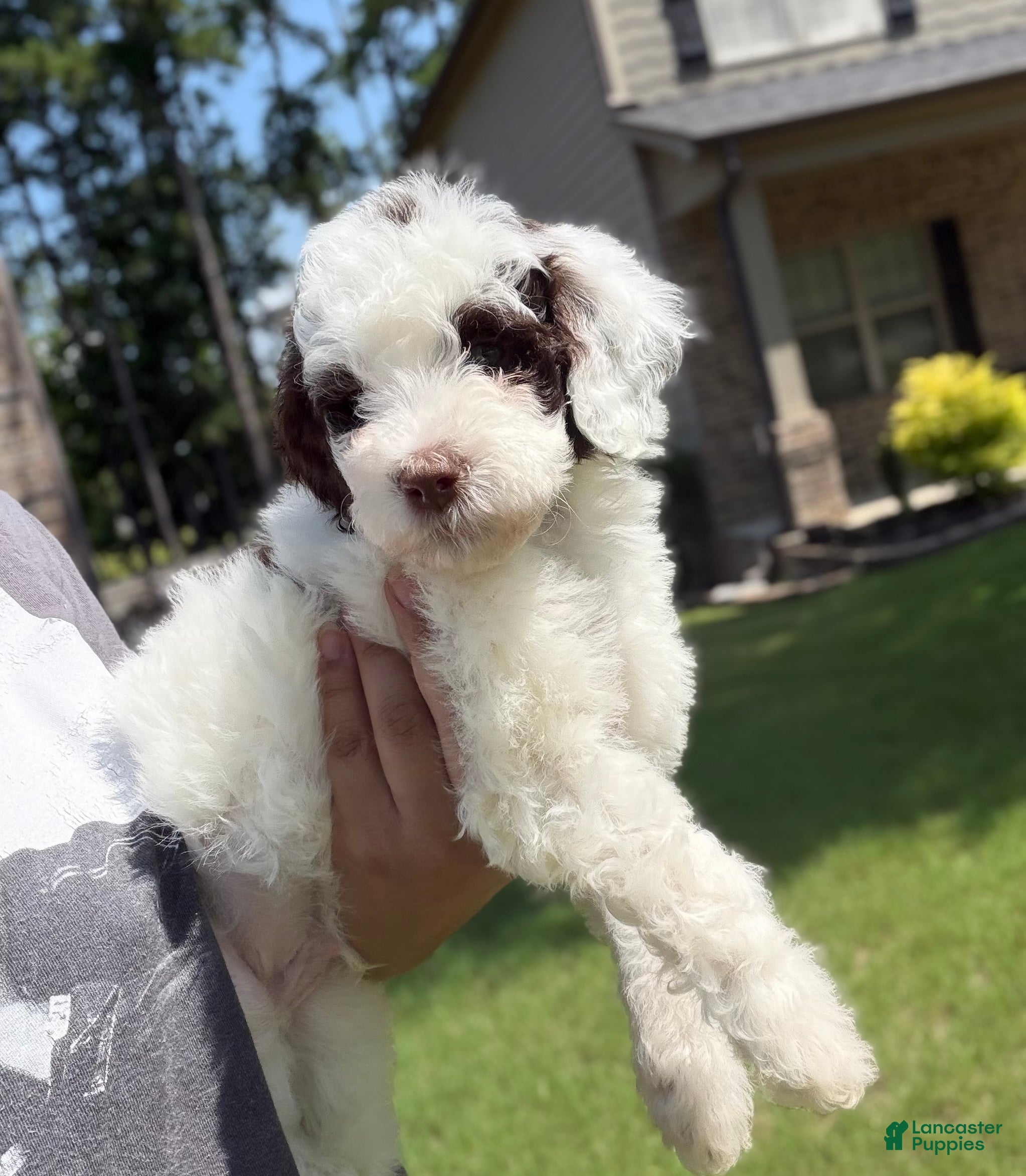 Mixed Breed dogs 🐾Bullseye - Ad 7