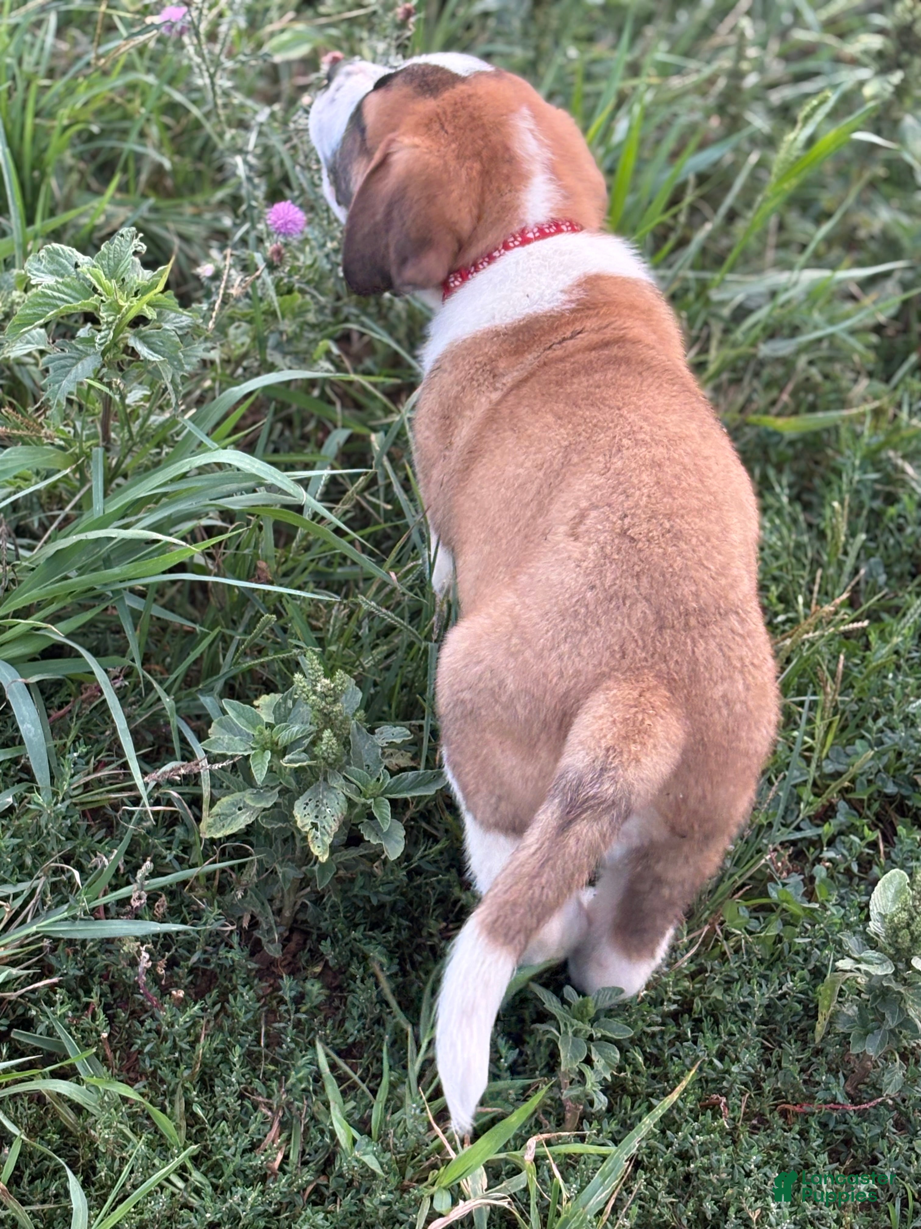 Saint Bernard dogs Rex - Ad 2