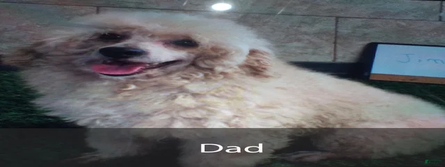Rex