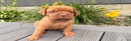 Dogue De Bordeaux dogs for sale: Bubble - Ad 2