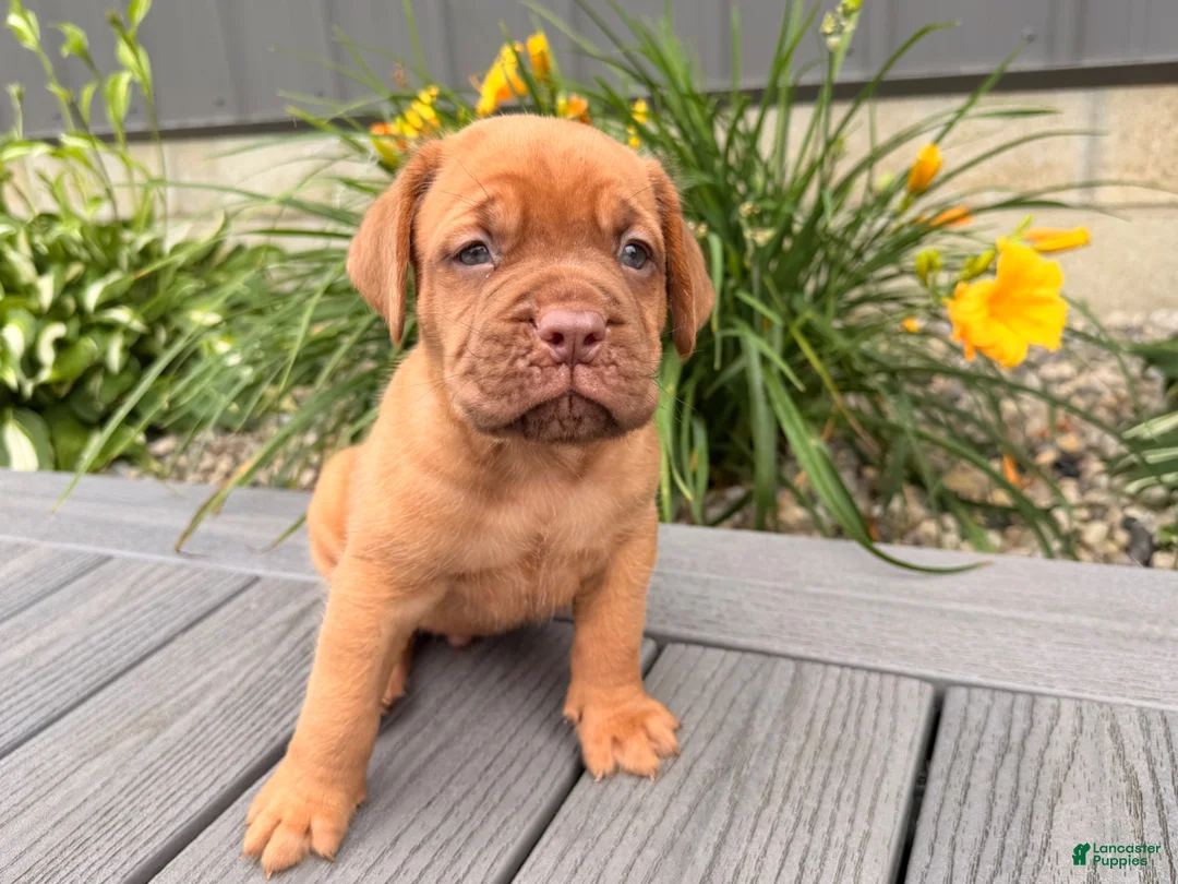 Dogue De Bordeaux dogs for sale: Bubble - Ad 2