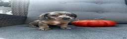 Miniature Dachshund dogs for sale: Winston  - Ad 2