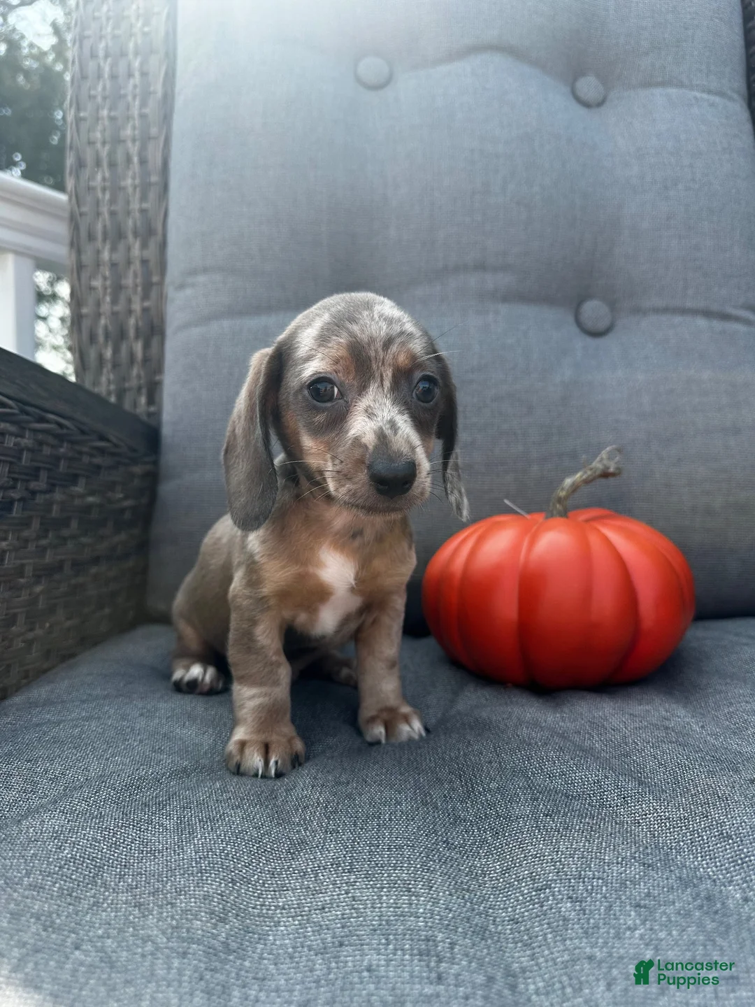 Miniature Dachshund dogs for sale: Winston  - Ad 2