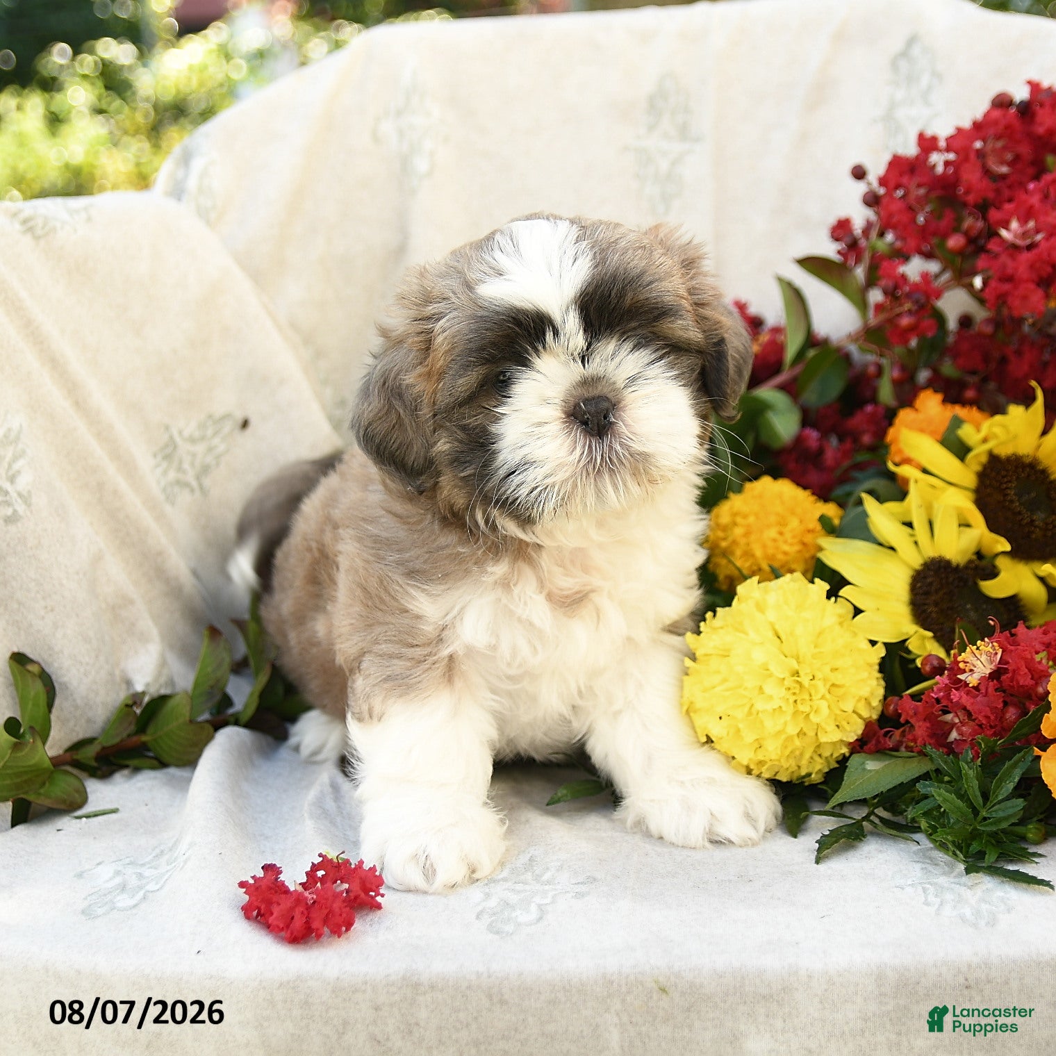 Shih Tzu dogs Romeo - Ad 1