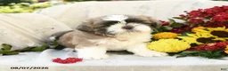 Shih Tzu dogs for sale: Romeo - Ad 1